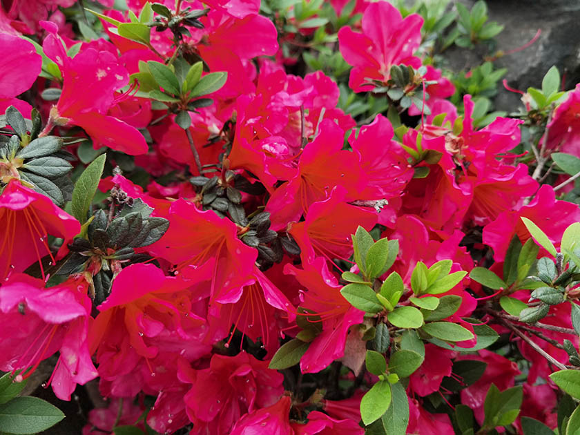 Rhododendron 'Johana'